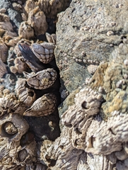 Pollicipes polymerus