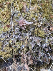 Lecanoromycetes