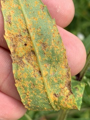 Coleosporium solidaginis