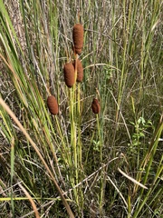 Typha laxmannii