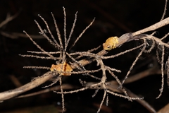Dendropsophus microcephalus