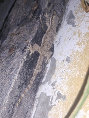 Hemidactylus platyurus