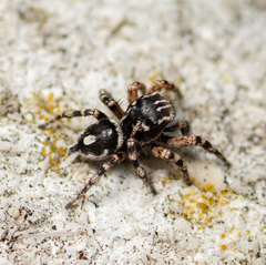 Habronattus fallax