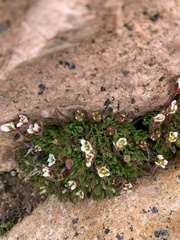 Saxifraga
