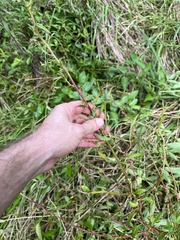 Dysphania ambrosioides