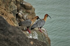 Theristicus melanopis