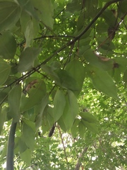 Cinnamomum osmophloeum