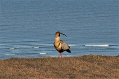 Theristicus melanopis