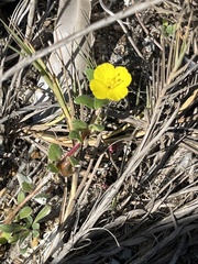 Camissoniopsis cheiranthifolia