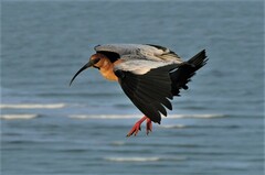 Theristicus melanopis