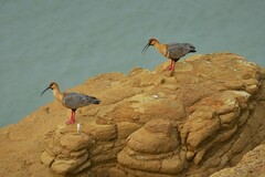 Theristicus melanopis