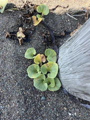 Calystegia soldanella