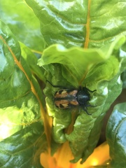 Astylus trifasciatus
