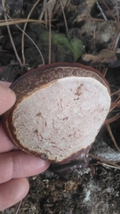 Ganoderma zonatum