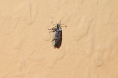 Agonopterix liturosa