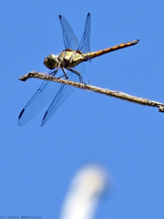 Potamarcha congener