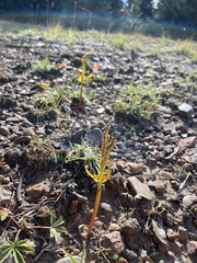 Botrychium lanceolatum