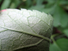 Eurybia furcata