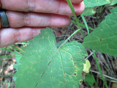 Eurybia furcata