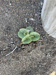 Calystegia soldanella