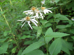 Eurybia furcata