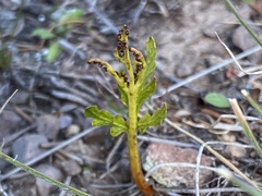 Botrychium lanceolatum