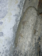 Hemidactylus frenatus