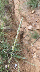 Tridens albescens