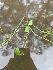 Potamogeton cheesemanii