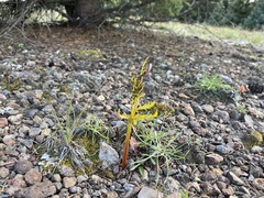 Botrychium lanceolatum