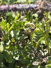 Vespula pensylvanica