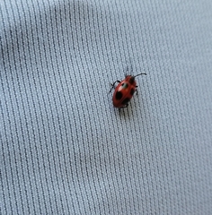 Endomychus coccineus