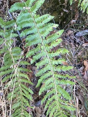 Polystichum californicum