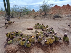 Melocactus curvispinus