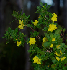 Hibbertia cuneiformis