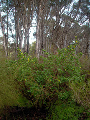 Hibbertia cuneiformis