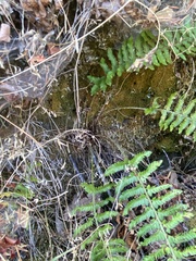 Polystichum californicum