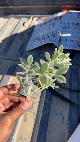 iNaturalist observation photo of Dicots