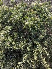 Atriplex lentiformis