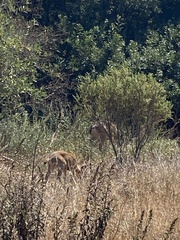 Odocoileus hemionus