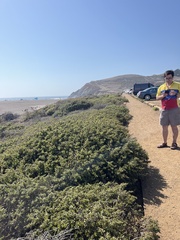 Atriplex lentiformis