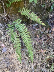 Polystichum californicum