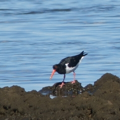 Haematopus longirostris