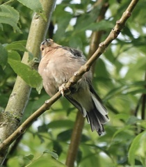 Fringilla coelebs