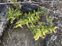 Prosartes hookeri