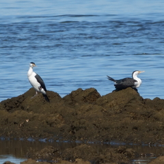 Phalacrocorax varius