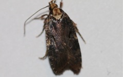 Agonopterix liturosa