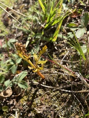 Botrychium lanceolatum