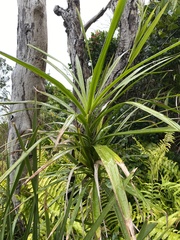 Cordyline stricta
