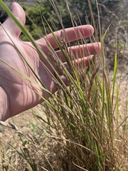 Melica californica